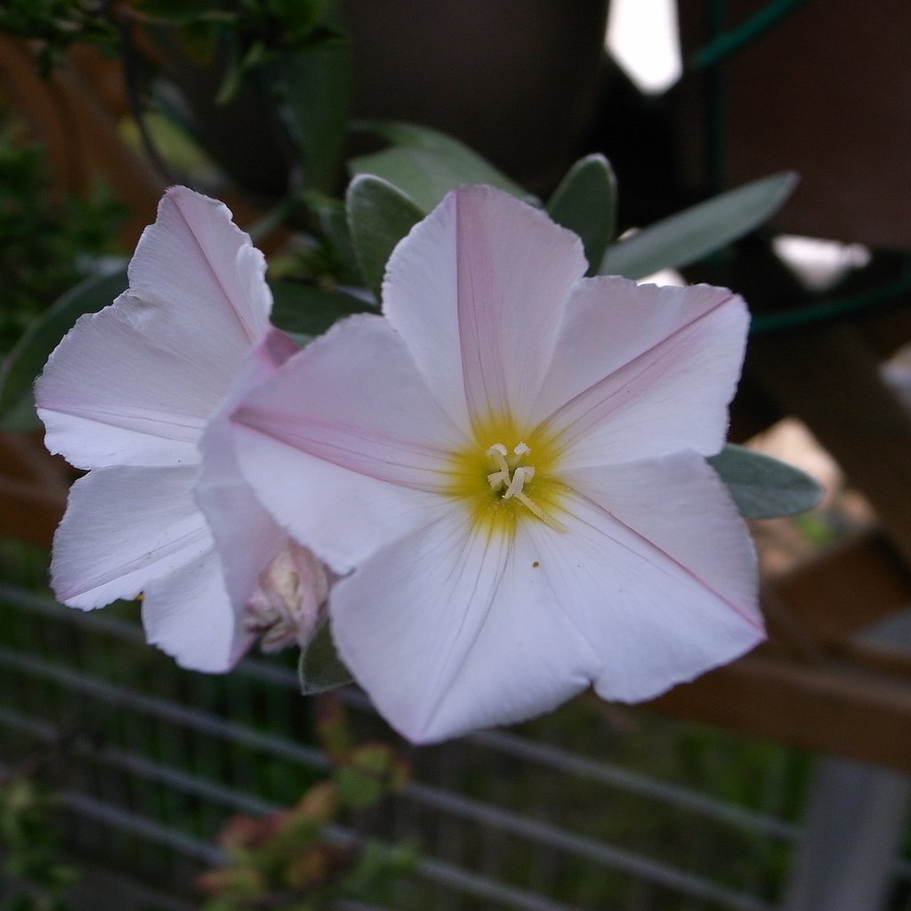 コンボルブルスの花