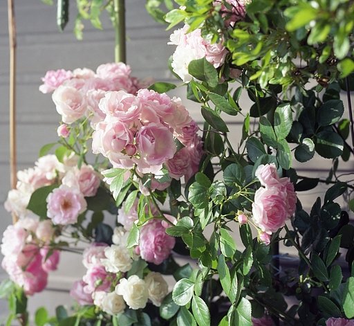 長屋の横に咲く薔薇