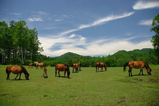 木曽馬