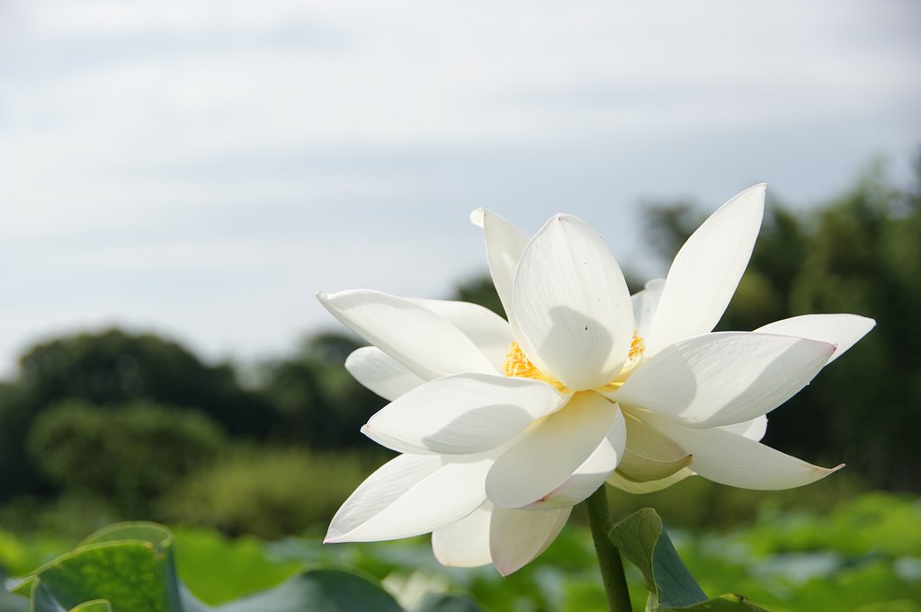 蓮根の花（白バージョン）！