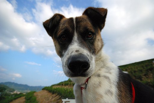 わたし犬ですけど何か