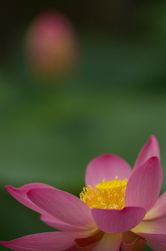 大賀蓮