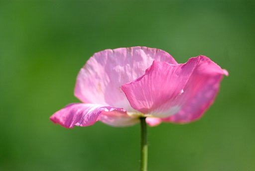 路肩に咲くポピー