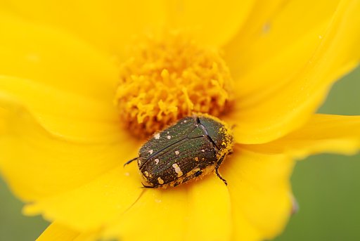 花粉にまみれて嬉しそう