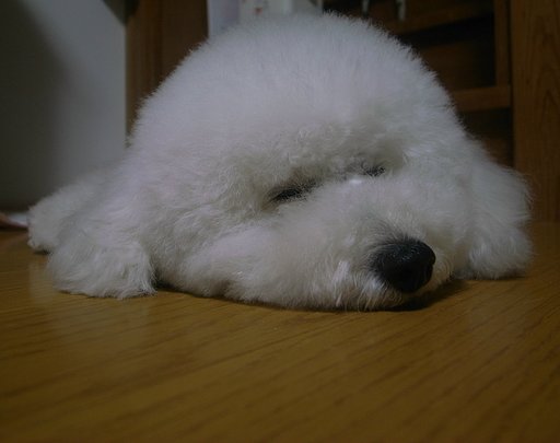ゴマフアザラシの赤ちゃんスタイル