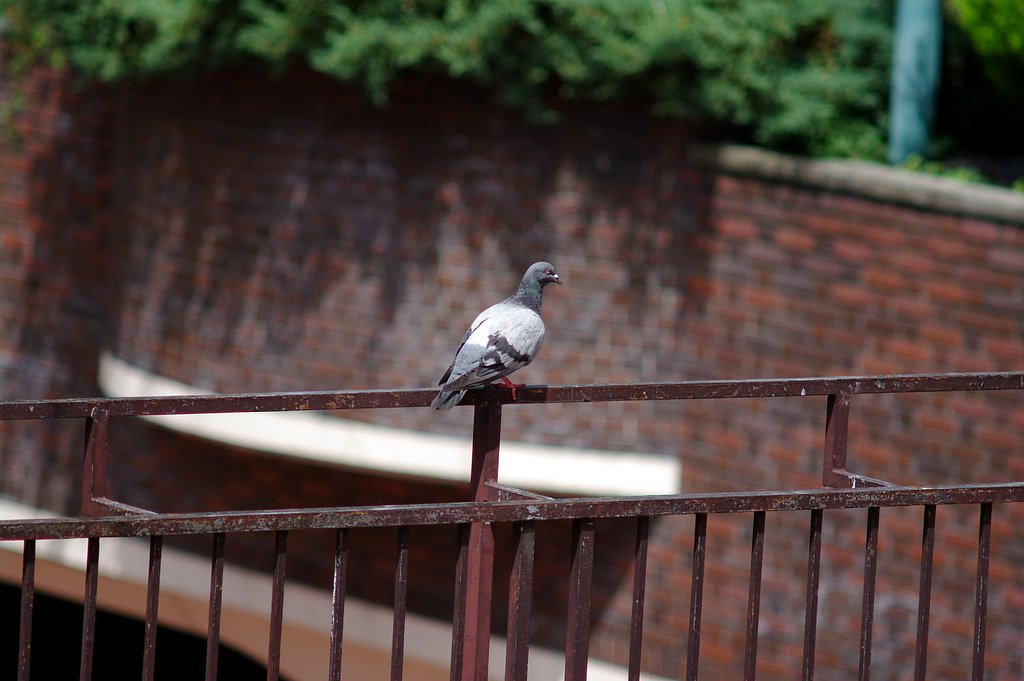 鳩