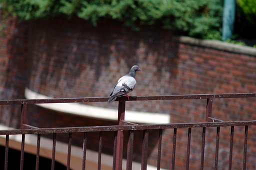 鳩