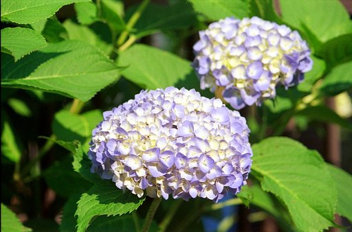 紫陽花