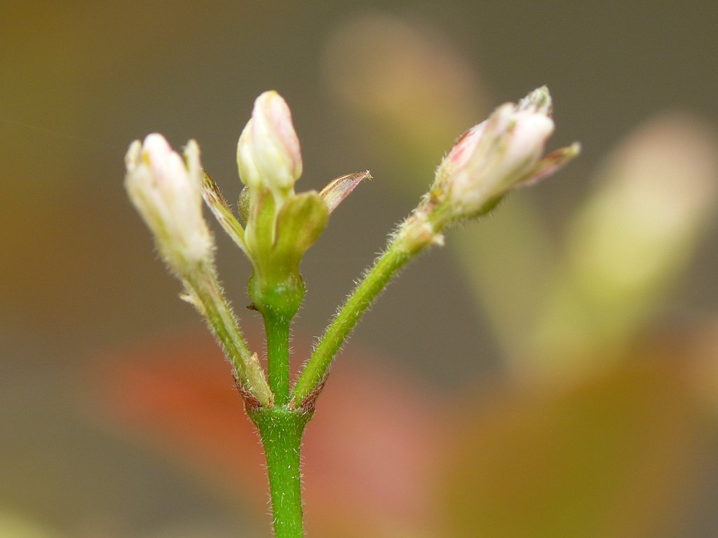今年も花芽が