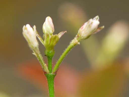 今年も花芽が