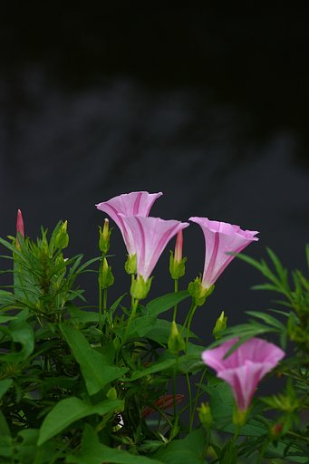 ひるがお