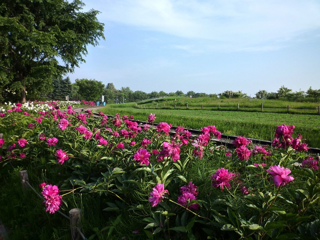 公園