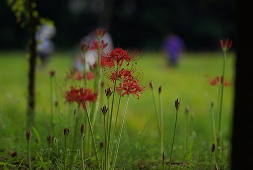 曼珠沙華と子供たち