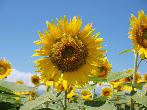 明野まったり花だより2