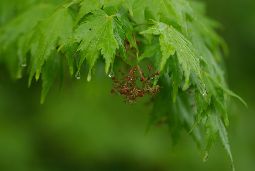 南魚沼の森にて：雨宿り