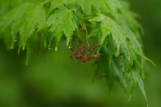 南魚沼の森にて：雨宿り