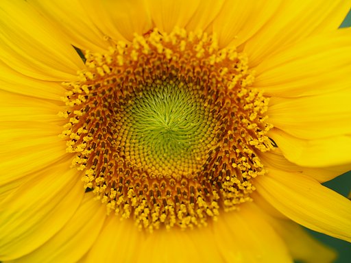 Zuiko　Digital F2.0　Macro