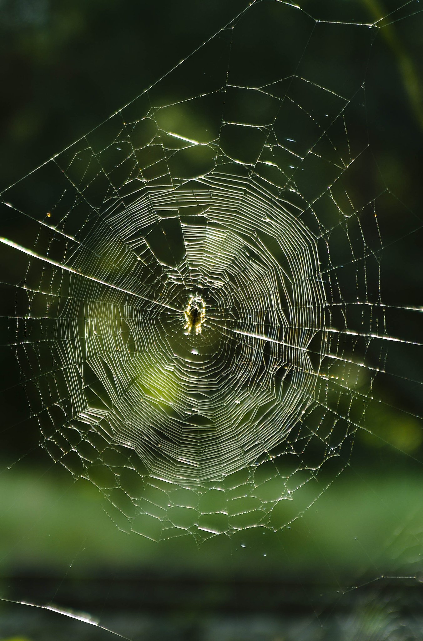 masterpiece of the spider