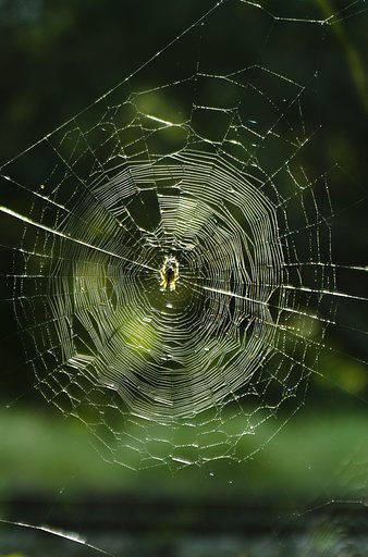 masterpiece of the spider