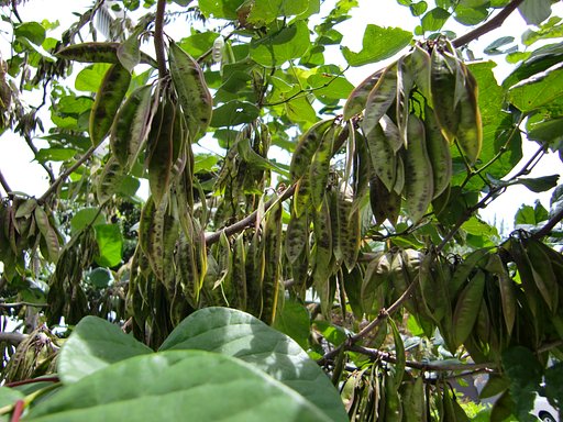 花蘇芳 （はなずおう）の実（実１３）