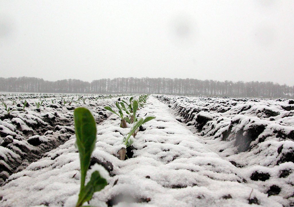 春の雪