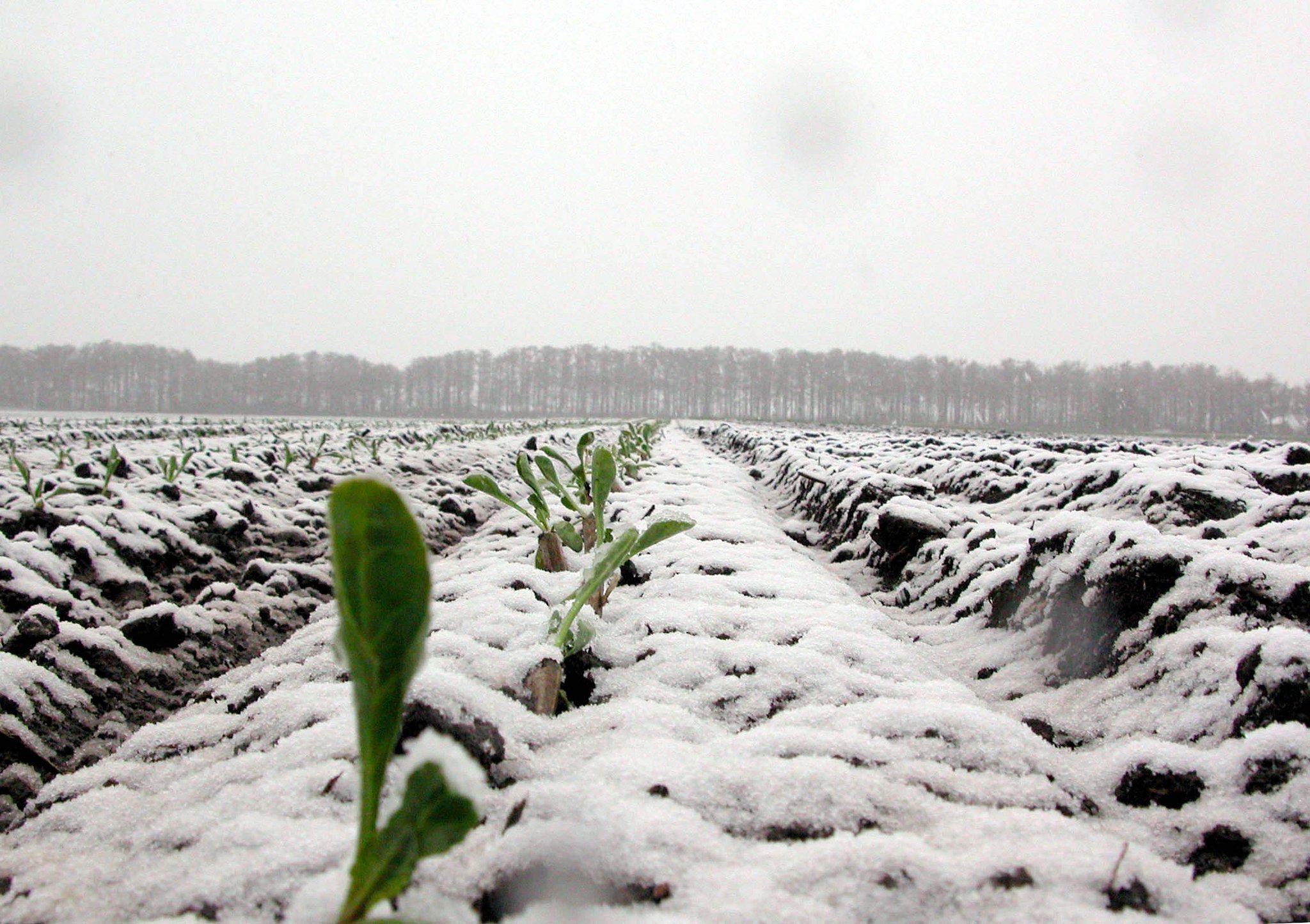 春の雪