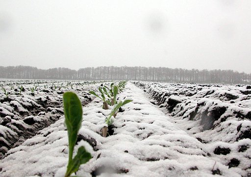 春の雪