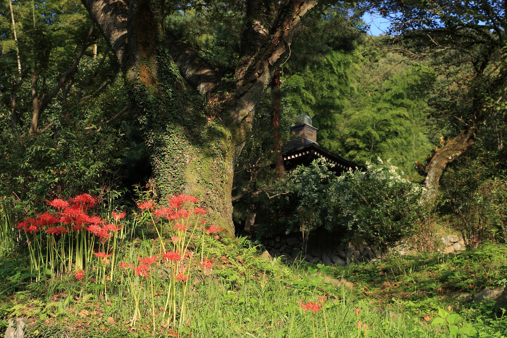 初秋の山寺