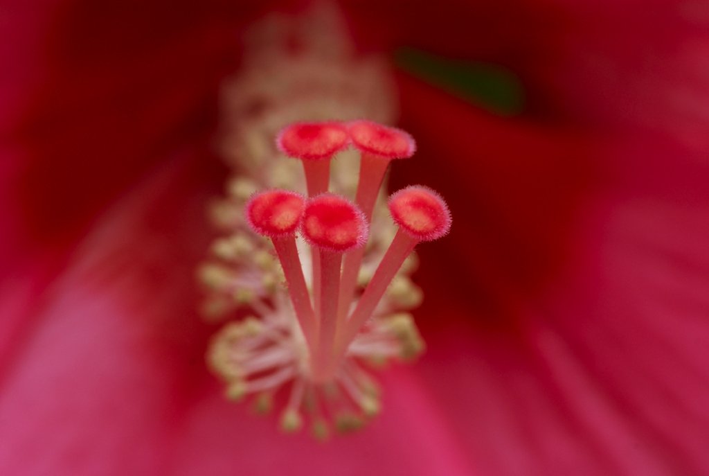 芙蓉　その２