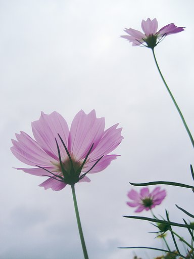 夏のコスモス