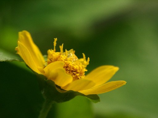 踊る蕊