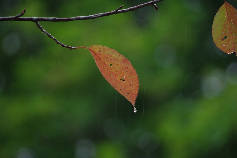 最初の１枚