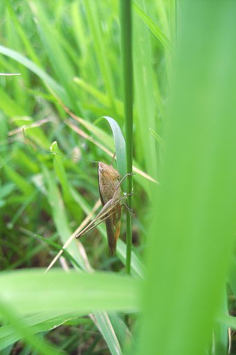 ササキリ