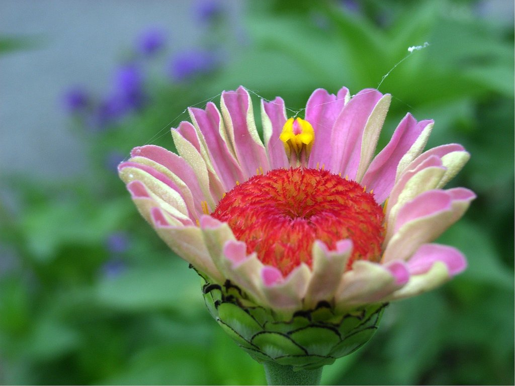 花に花-1