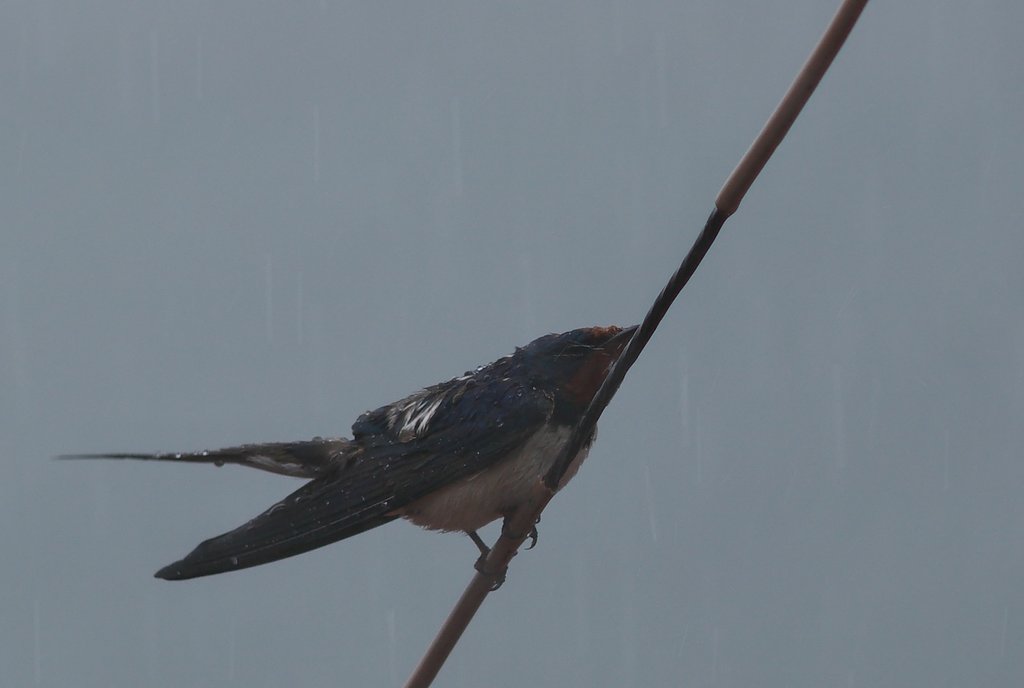 こんな雷強風雨の中で・・