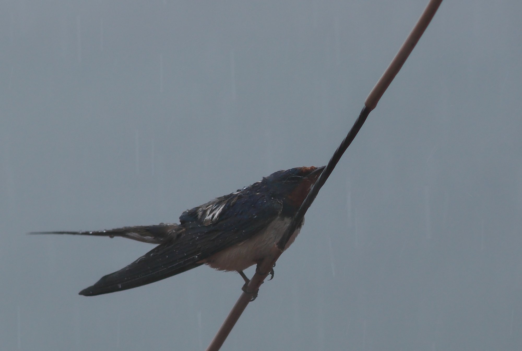 こんな雷強風雨の中で・・