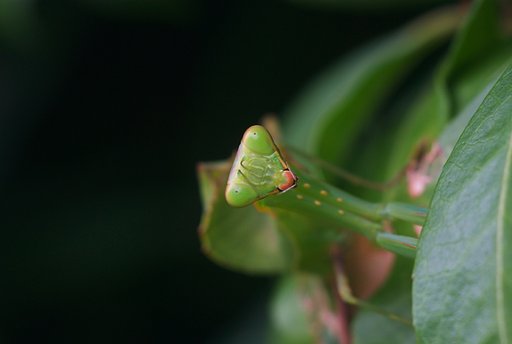 カマキリ