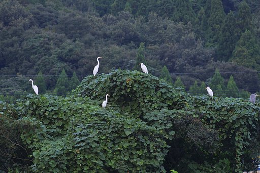 雑木も実りの秋?