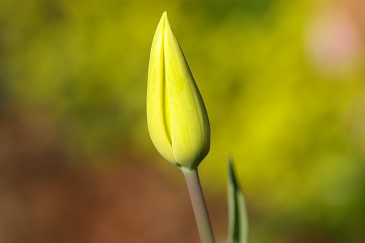 チューリップ開花前