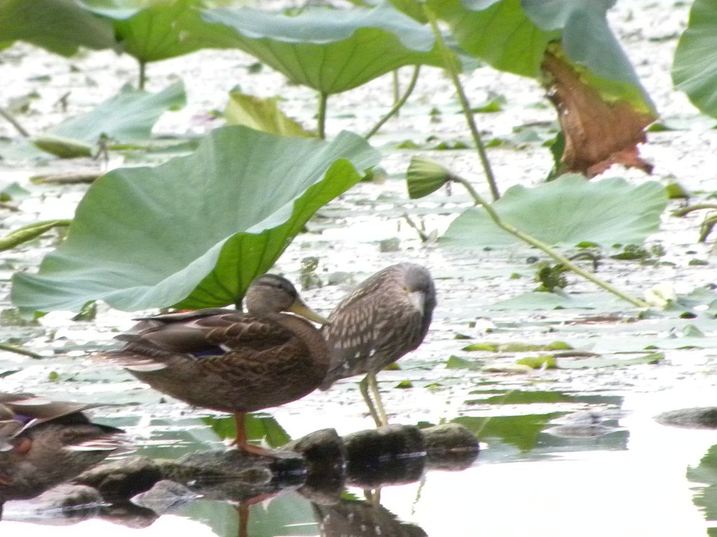 ホシゴイとマガモ？