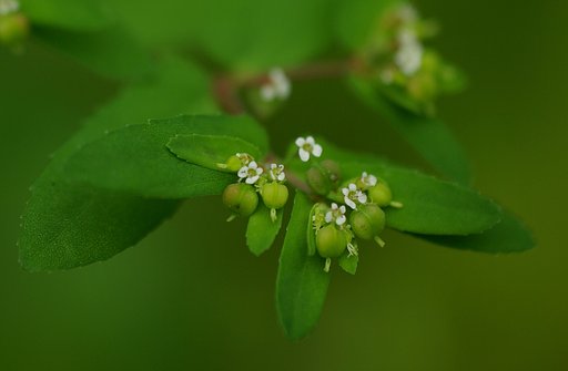 草むらのお団子？
