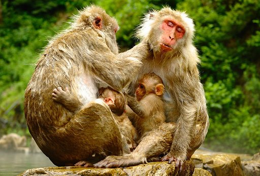 地獄谷　これが家族だー