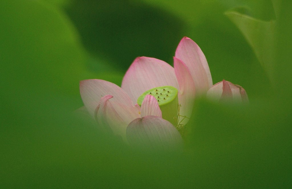 名残りのハス
