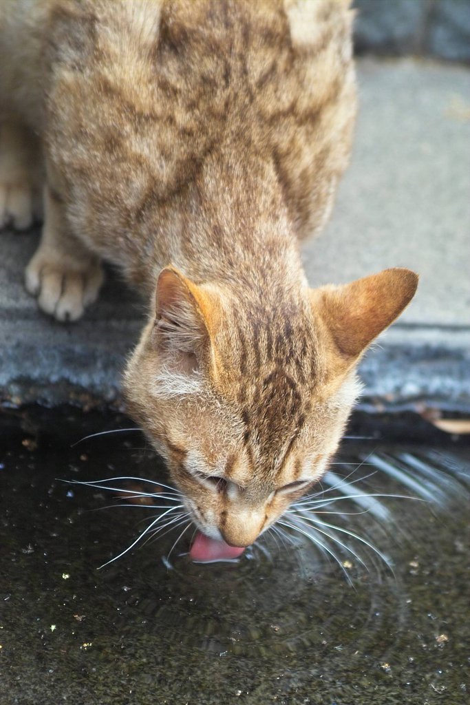 猫です　その2