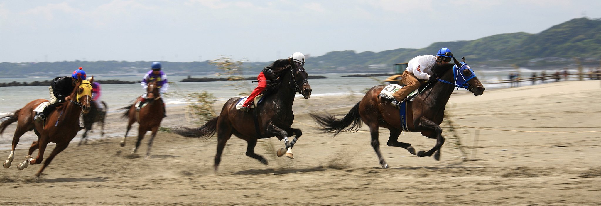 【写川柳】草競馬