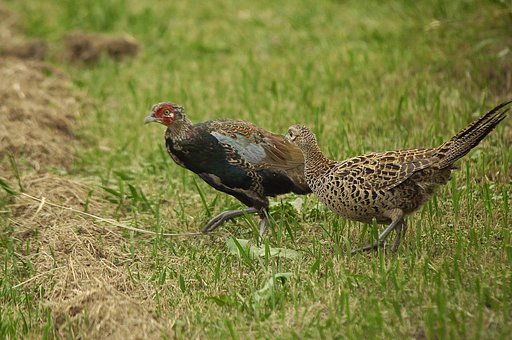 雉の一家とご対面