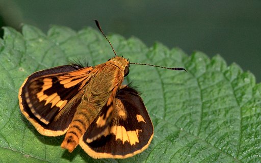 キマダラセセリですかね