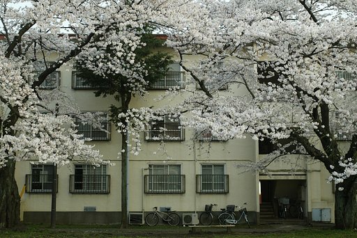 団地のサクラ