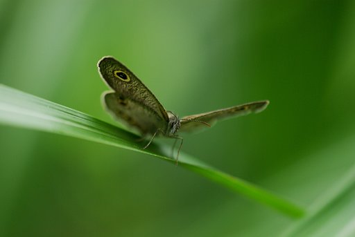 草叢の蛇の目