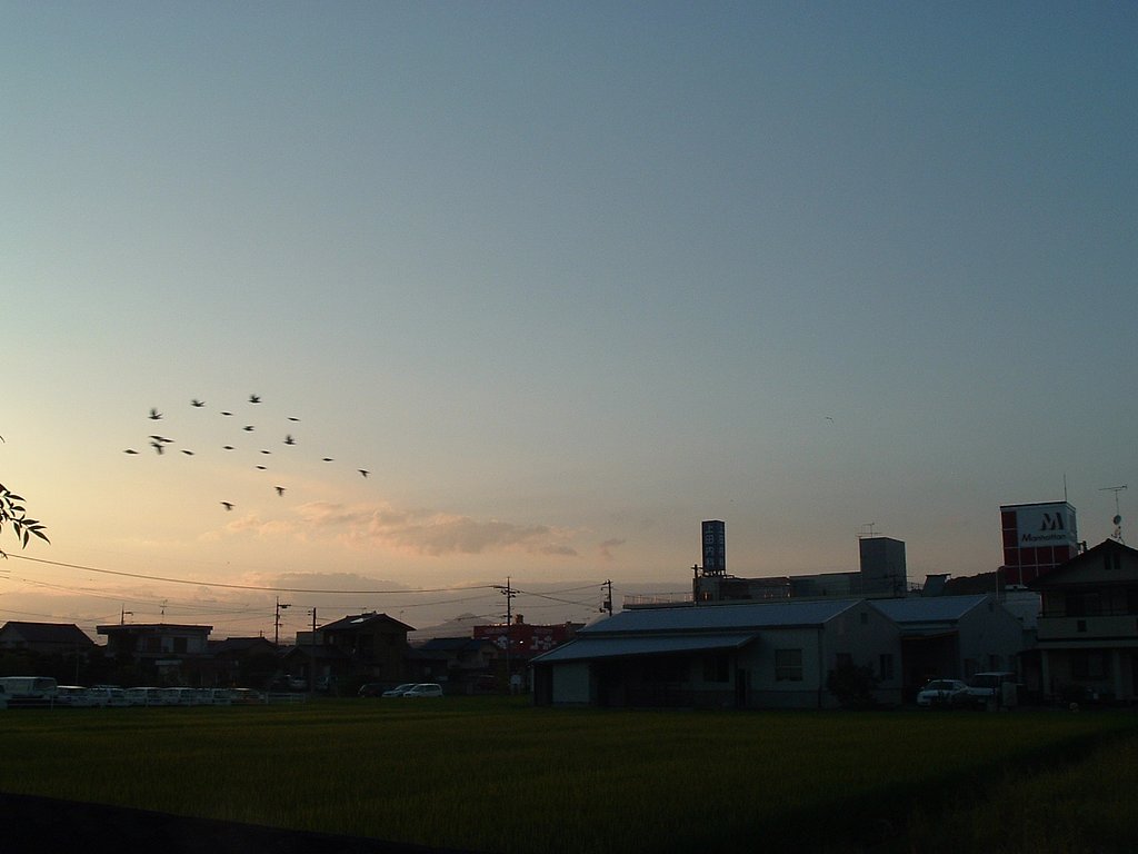 虫干し